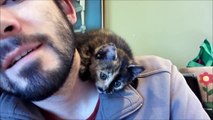 Cet adorable petit chaton refusait de rester seul ; regardez bien ce qu'il fait alors avec son maître !