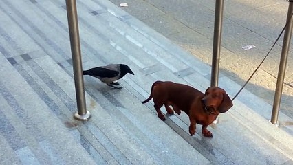 Karganın sosis köpeğe yaptığı şakayı milyonlar izledi...