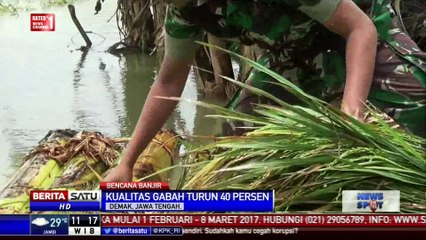Petani di Demak Panen Padi Muda Akibat Banjir