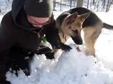 Pastor alemán cachorro fracasa en su intento de hacer un hombre de nieve. ¡Pero es muy lindo!