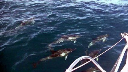 J103 : En attendant de retrouver du vent, Romain Attanasio navigue avec les dauphins ! / Vendée Globe