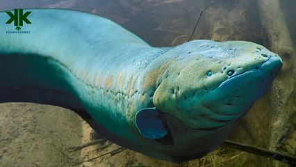 Elektrikli yılan balığı nasıl elektrik üretir?