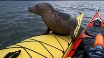 Cheeky seal hitched a ride on my kayak