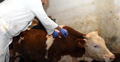 Gazze'de Şap Hastalığıyla Mücadele Için Aşı Dağıtımı Başladı