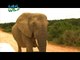 Born to be Wild: Doc Nielsen's close encounter with an African Elephant