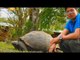 Born to Be Wild: Doc Nielsen’s close encounter with giant tortoises