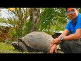Born to Be Wild: Doc Nielsen’s close encounter with giant tortoises