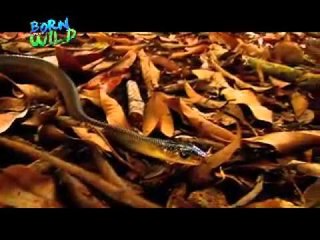 Udto-udto and Leeches on "Born to be Wild"