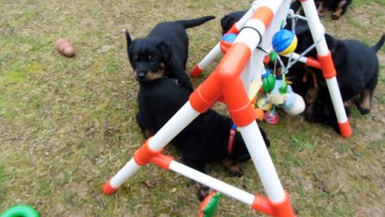 16 fevr(1mois)Mme Noire