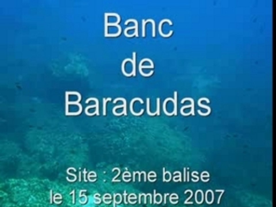 Baracudas