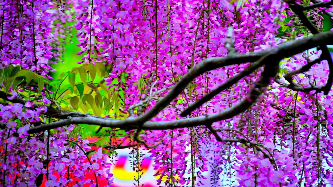 Thiên Đường Hoa Tử Đằng - Màu sắc tuyệt đẹp HMB