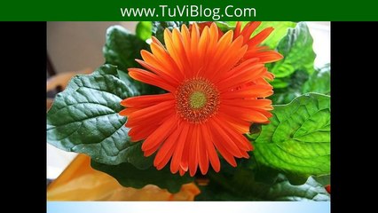 Phải Có Ngay 1 Trong Những Cây Này Trong Nhà