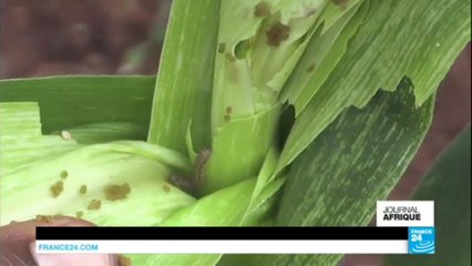 Afrique australe : les chenilles détruisent dangereusement les cultures