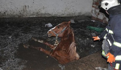 Çukura düşen yarış atı böyle kurtarıldı
