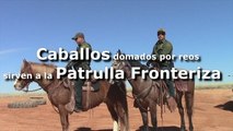 Caballos domados por reos sirven a la Patrulla Fronteriza