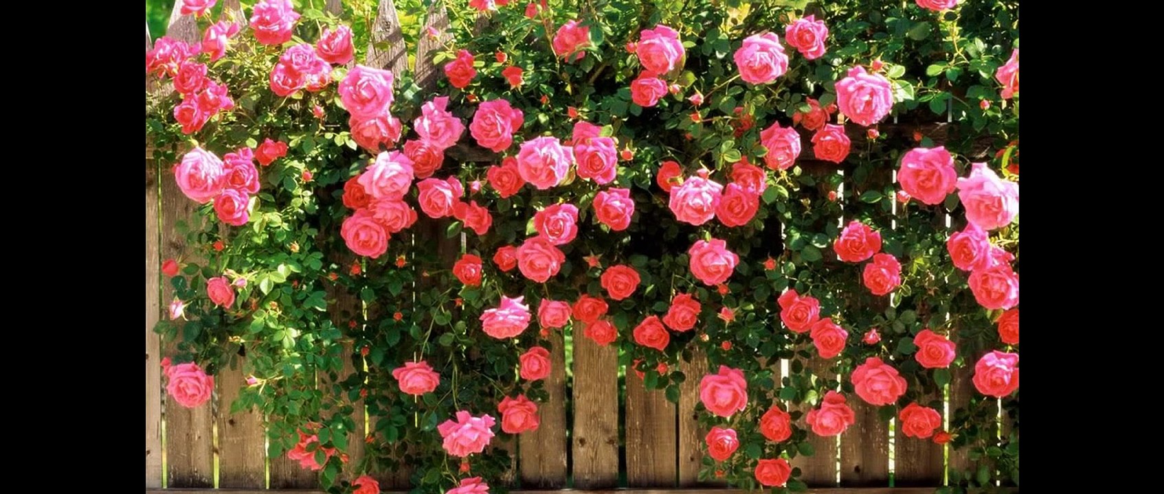 Action Movies ✫ | Wong Fei Hung - New Kung Fu Jet Li Movie English Sub new