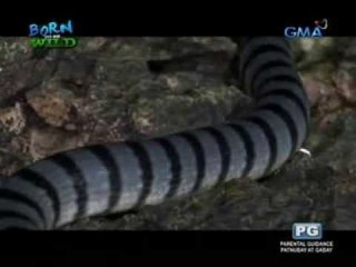 Doc Nielsen journeys to Masbate to extract snake venom