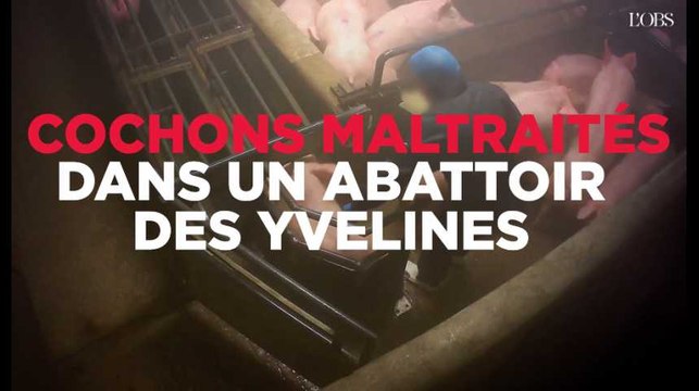 Chocs électriques, coups, entassement... L214 diffuse de nouvelles images de maltraitance de cochons