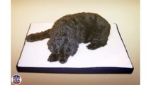 Buy Snoozer Orthopedic Dog Bed : Snoozer Pet Beds