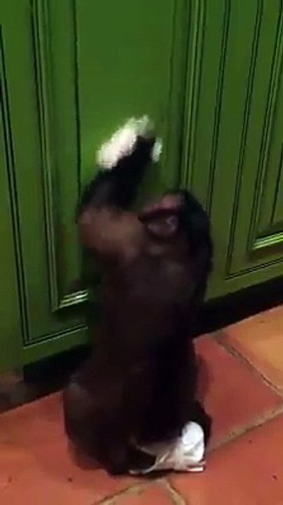 Des petits singes qui font le ménage