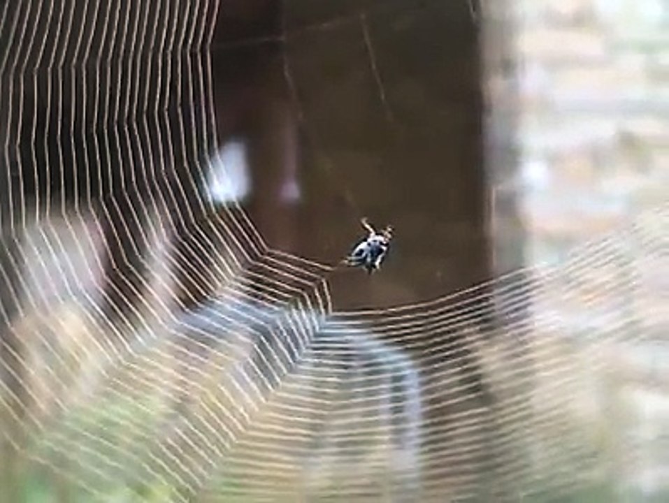 spider web