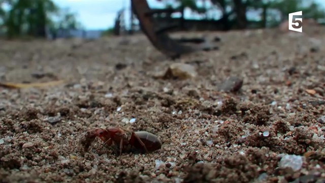 Des fourmis décapitent leurs reines