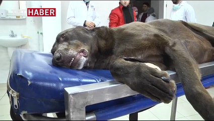 Teleskopik görüntüleme sistemi ile ameliyat