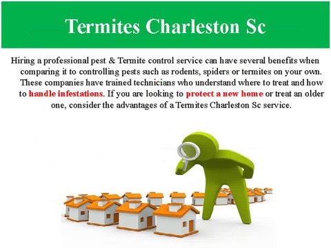 5 Reasons to Consider Termites Charleston Sc Services from Charleston Pest Control