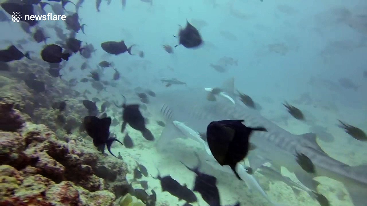 Massive tiger shark interacts with diver
