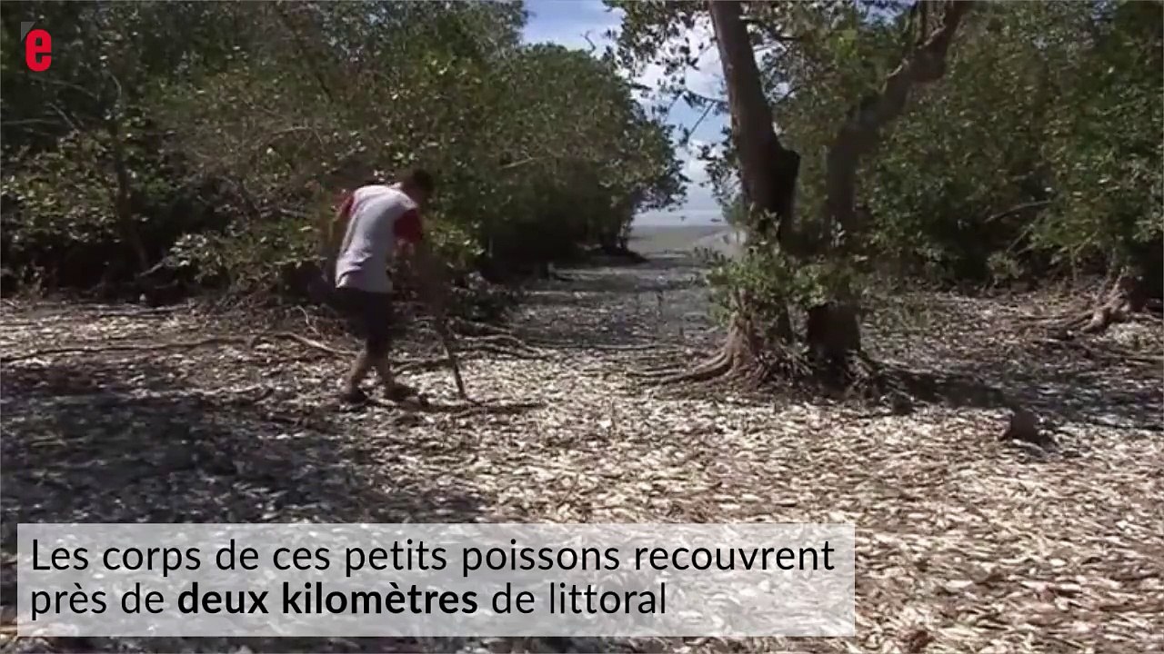 Des milliers de sardines s’échouent sur une plage du Costa Rica