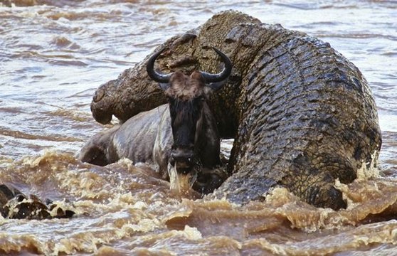Batalha de animais selvagens, Batalha animal, curiosidade animal, Animais selvagens, Confrontos animais, batalha animal