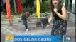 Super talented dogs, LIVE on Unang Hirit | Unang Hirit