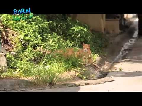 Octopus and Cats on Born to be Wild