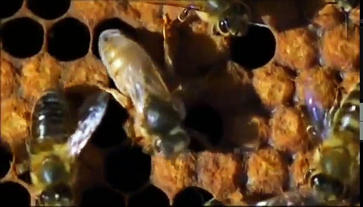 Tales From The Hive. documentary