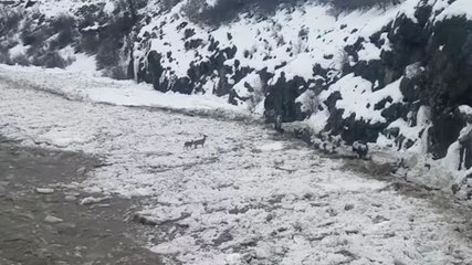 Trois biches sur une rivière gelée en crue