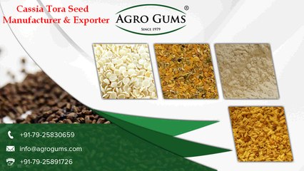 Cassia Tora Seed Manufacturer & Exporter - www.agrogums.com