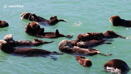 This sea otter loves doing gymnastics