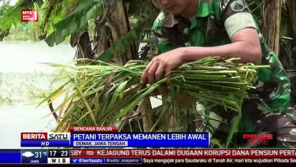 Banjir, Petani di Demak Panen Dini Tanaman Padinya