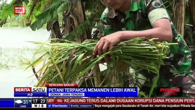 Banjir, Petani di Demak Panen Dini Tanaman Padinya