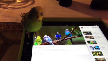 Budgie reacts to budgie sounds