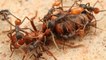 Des fourmis décapitent leurs reines