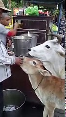 amazing videos cow eating