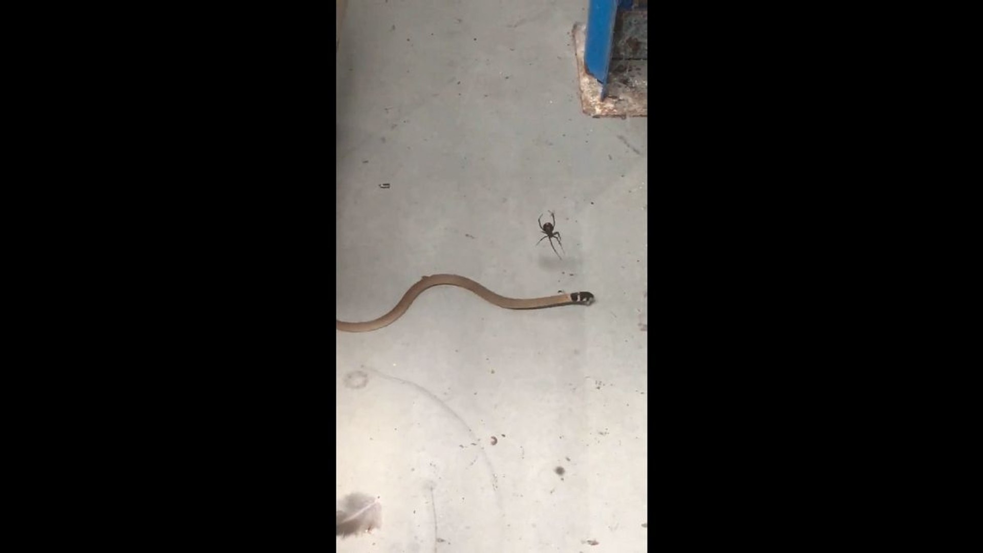 Bebe Serpent Vs Veuve Noire Video Dailymotion