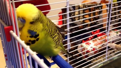 Budgie feeding the mirror