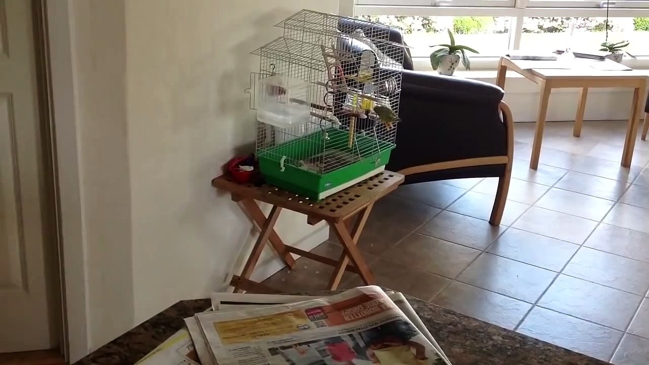 budgie loves rabbit