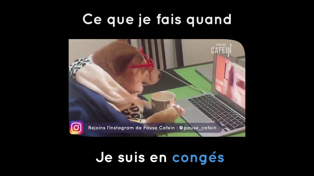 Ce chien passe ses congés dans le calme et la sérénité