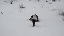 2 Metre Karda Yürüyerek Yaban Hayvanlarına Yem Bıraktılar