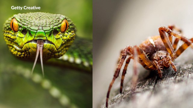 Votre pire cauchemar contre votre pire cauchemar: qui va gagner ?