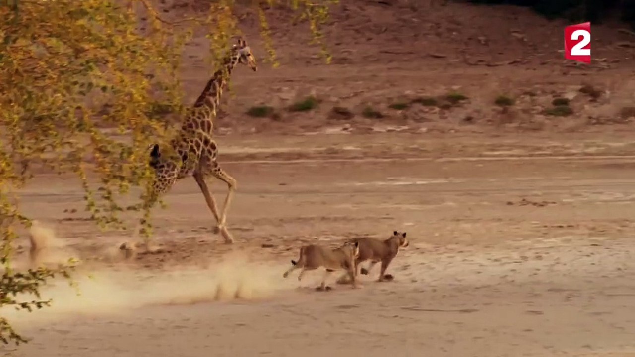 Cette girafe est intensément attachée à la vie. Elle a marqué des millions de téléspectateurs !