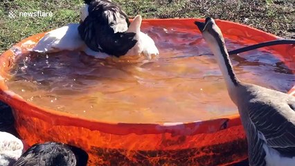 Lazy duck rides on goose's back